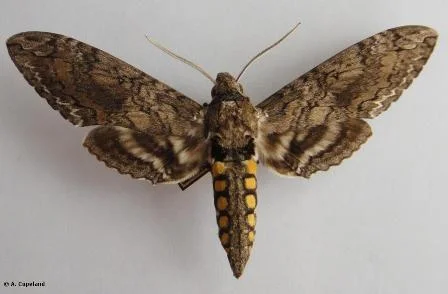 Moths — The Department of Environment and Natural Resources