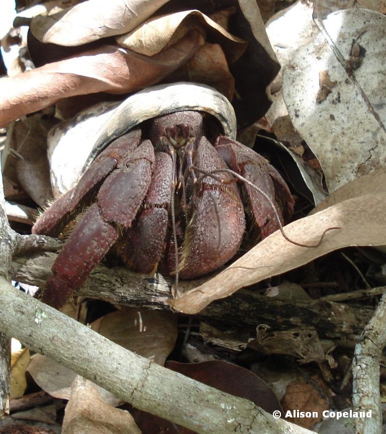 Land Hermit Crab — The Department of Environment and Natural Resources Land Hermit Crab — The Department of Environment and Natural Resources