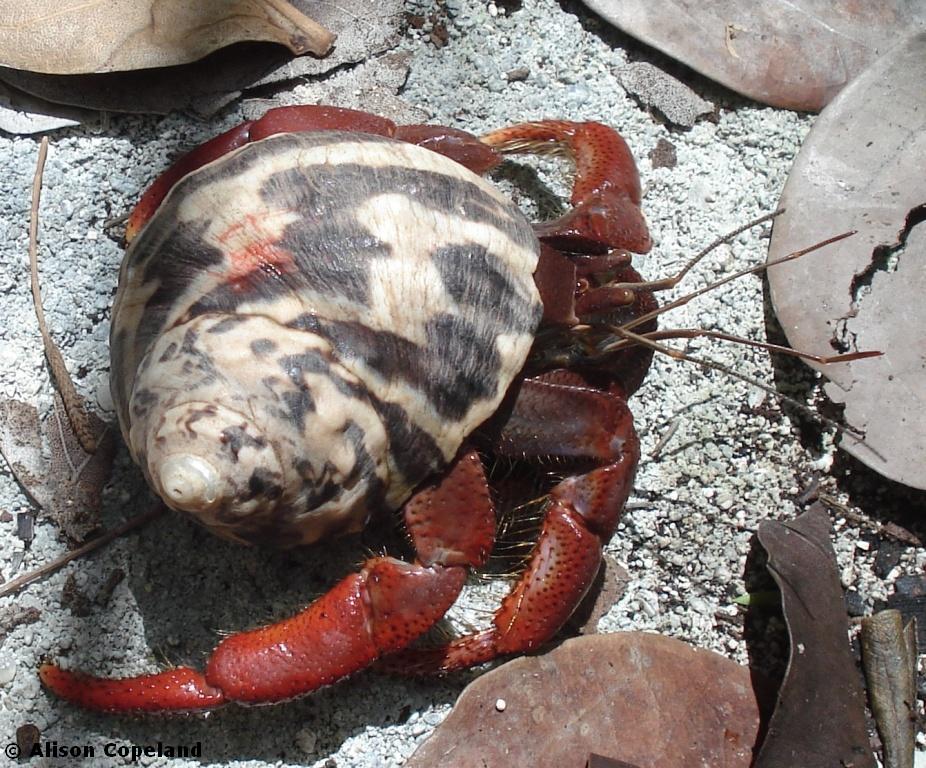 Land Hermit Crab — The Department of Environment and Natural Resources Land Hermit Crab — The Department of Environment and Natural Resources