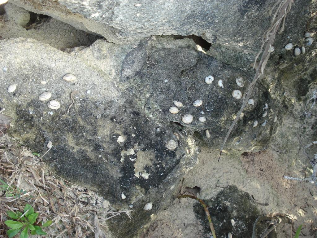 Poecilozonites snails are commonly seen as fossils in Bermuda