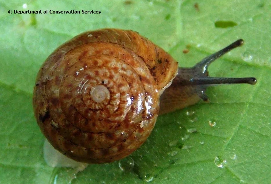 Adult P. circumfirmatus (Photo by Dr. Mark Outerbridge)