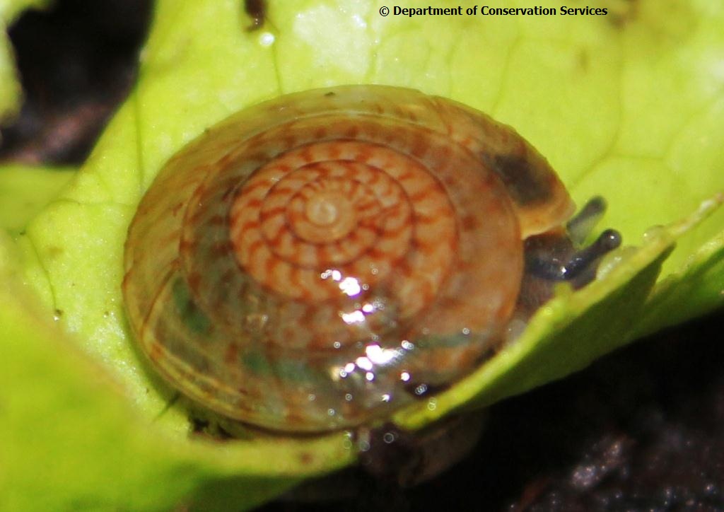 Juvenile P. bermudensis snail (Photo by Dr. Mark Outerbridge)