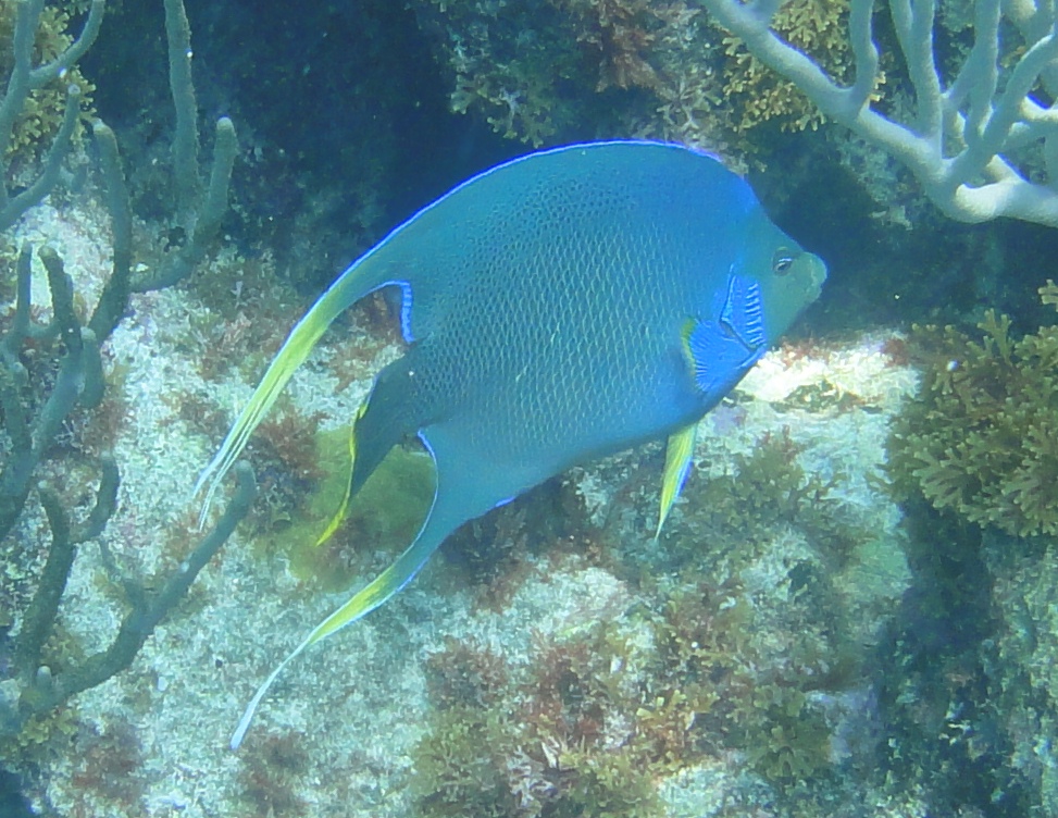 Blue Angelfish