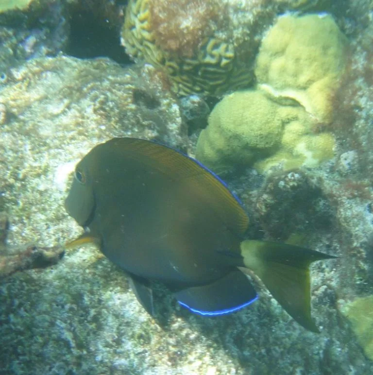 Ocean Surgeonfish