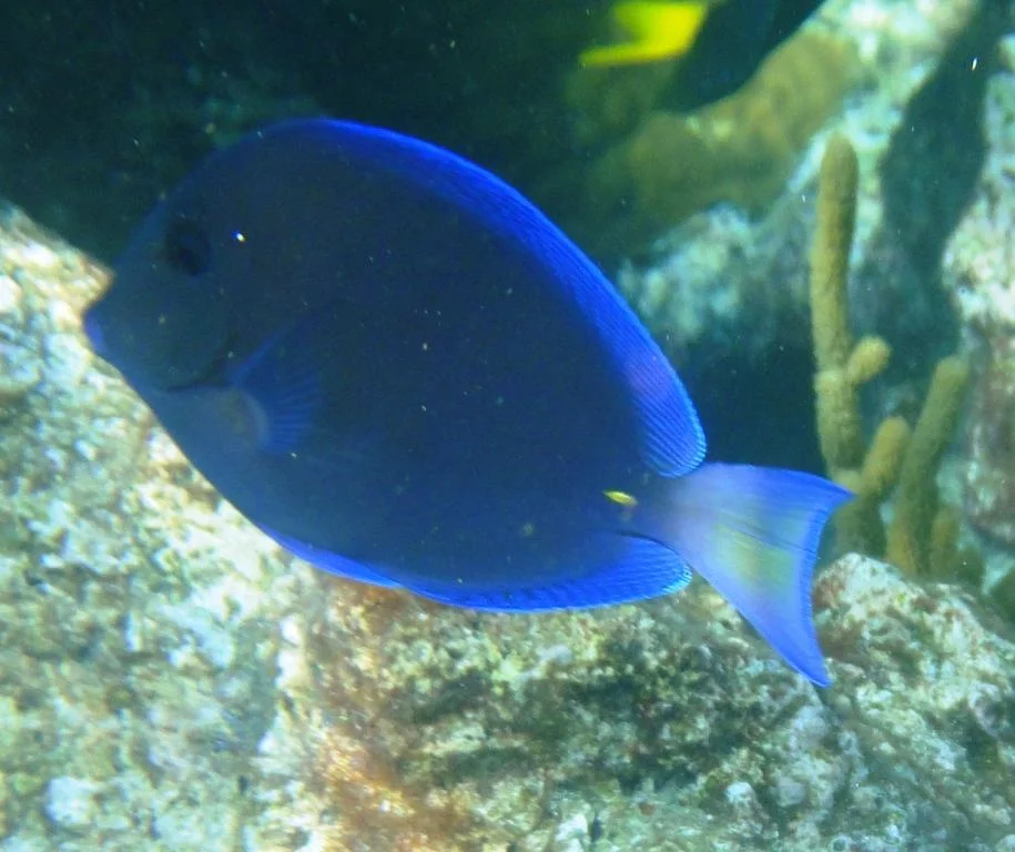 Blue Tang
