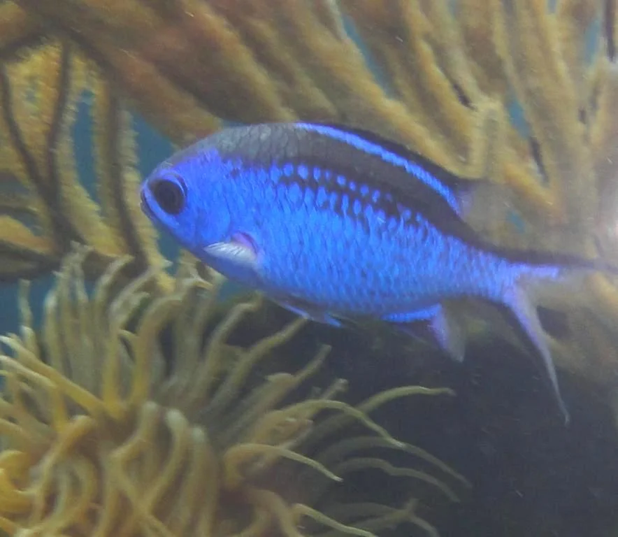 Blue Chromis