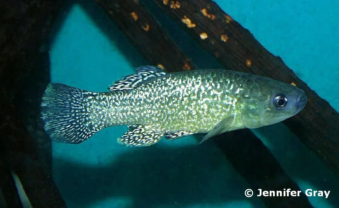 Bermuda Killifish