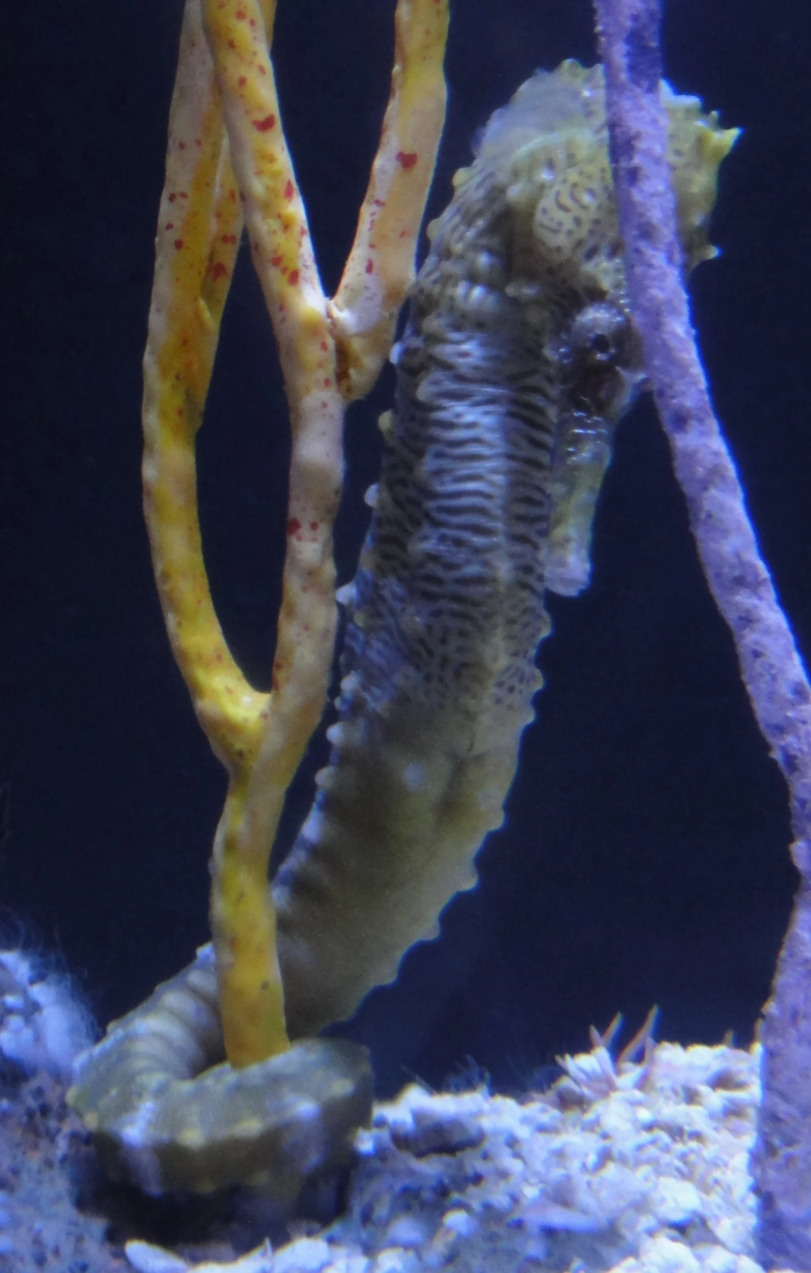 Lined Seahorse