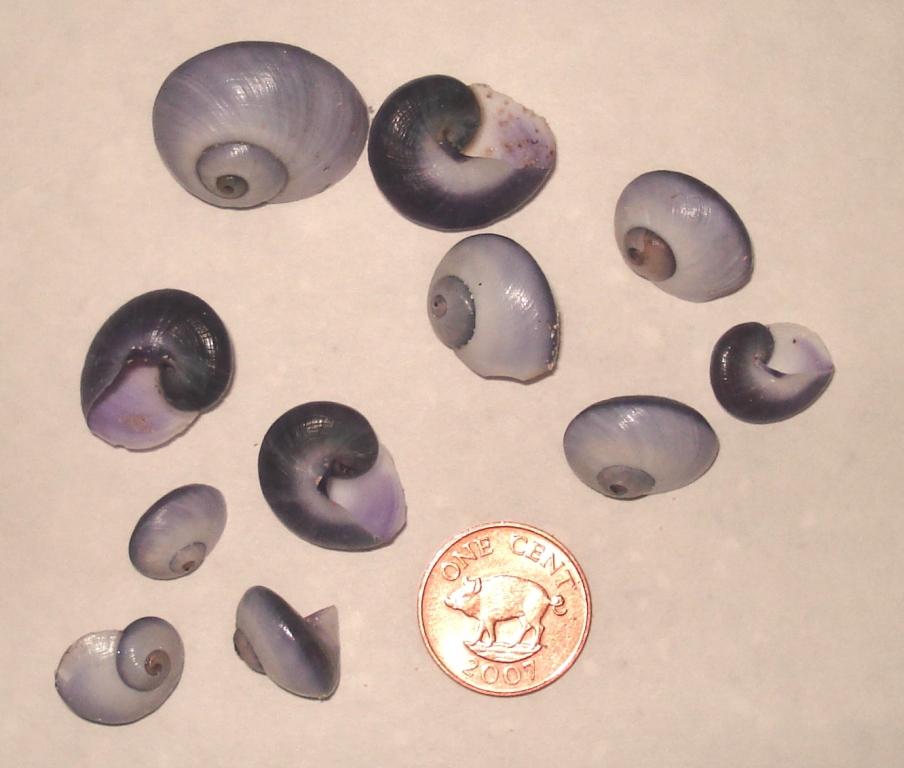 Janthina janthina shells are usually the size of a penny but can grow up to twice that size. They are lavender on top and dark purple below. 