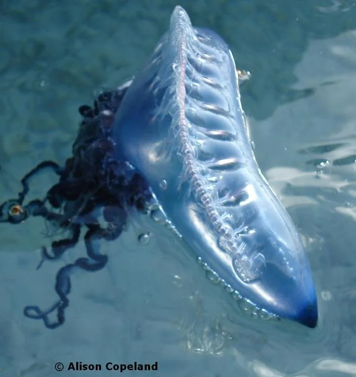 Portuguese Man-O-War