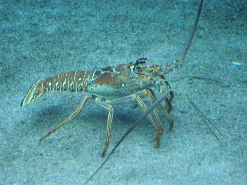 Spiny Lobster — The Department of Environment and Natural Resources
