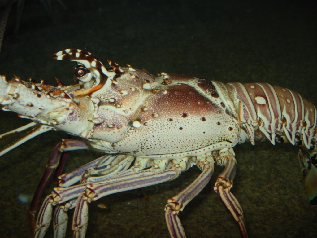 The spines on the back of the head give the Spiny Lobster its name