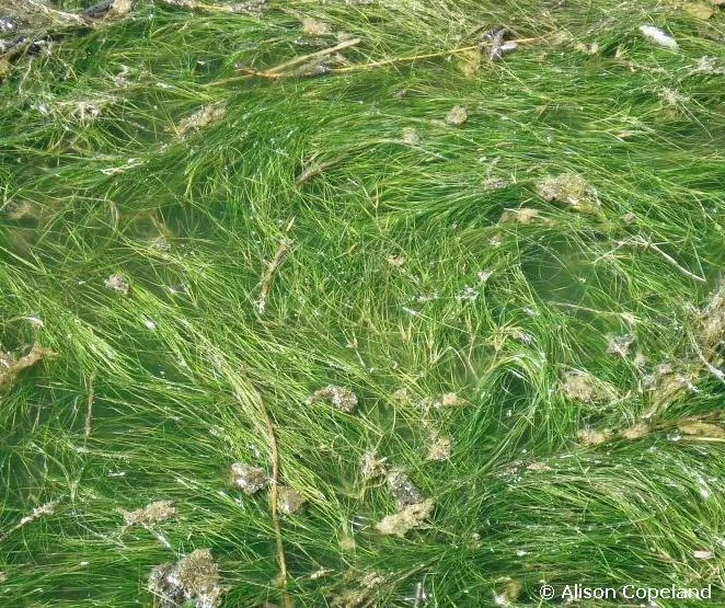 Widgeon Grass
