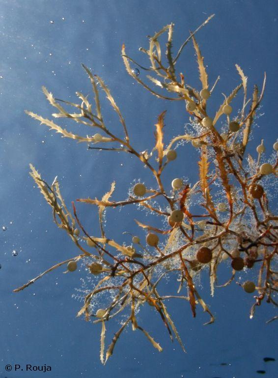 Sargassum natans with attached hydroids