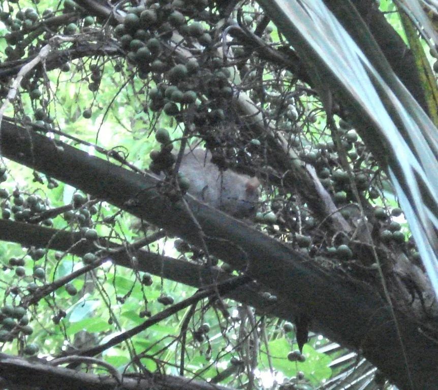 Rat eating Bermuda Palmetto fruit