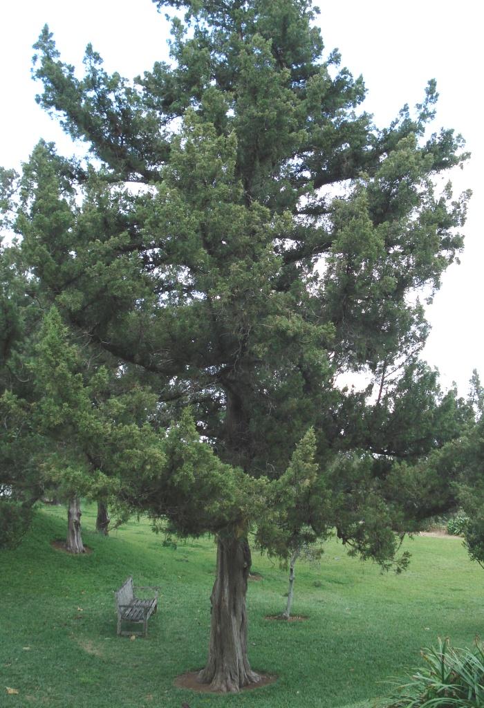 Bermuda Cedar
