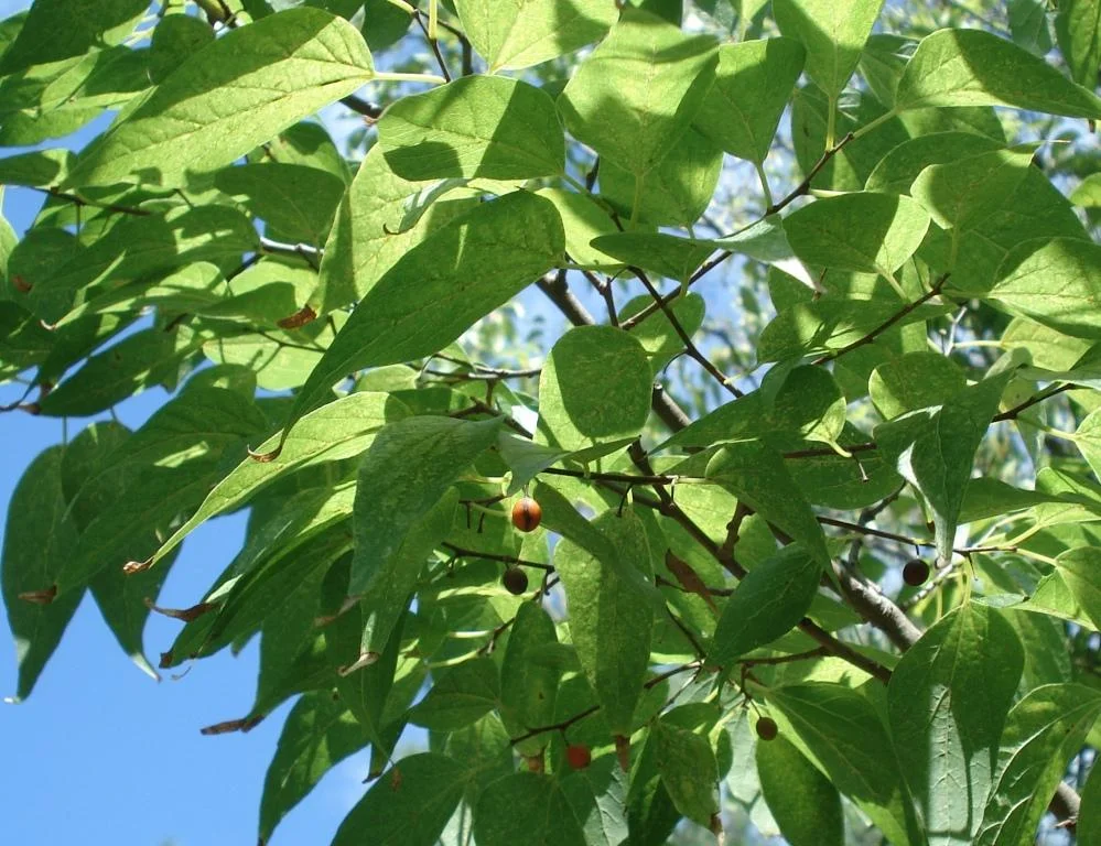 Southern Hackberry