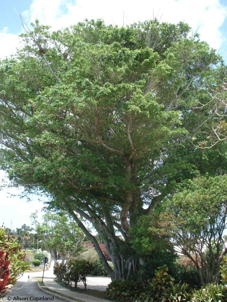 Indian Laurel 