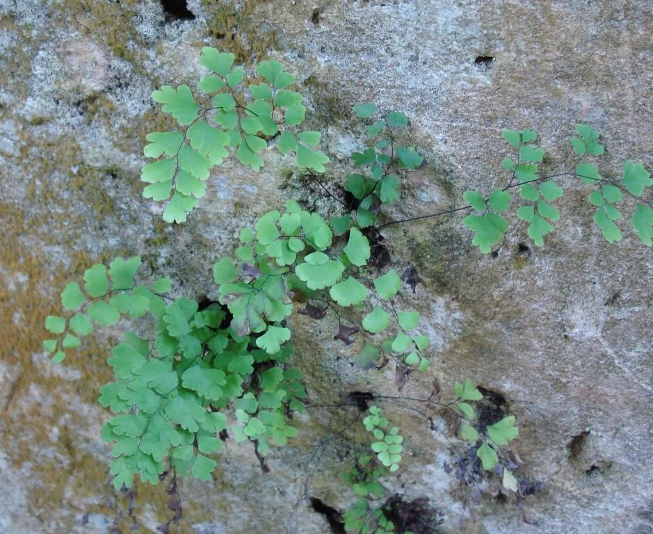 Bermuda Maidenhair Fern