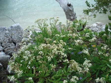 Darrell's Fleabane in a coastal rock garden. (Photo by Alison Copeland)