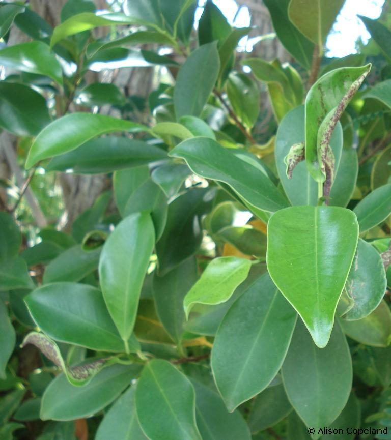 Indian Laurel — The Department Environment Natural Resources