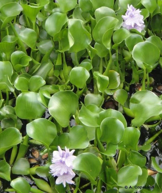 Water Hyacinth