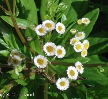 Darrell's Fleabane