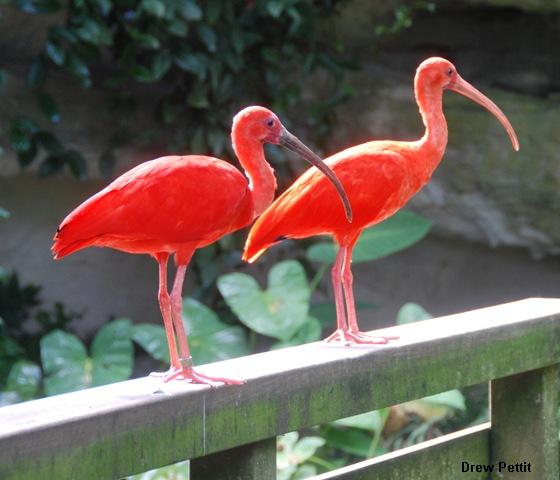 Scarlet Ibis