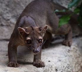 Fossa (photo by the Royal Gazette)