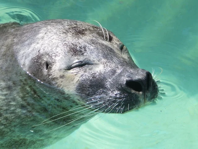 BERMUDA, AQUARIUM, MUSEUM and ZOO (BAMZ)