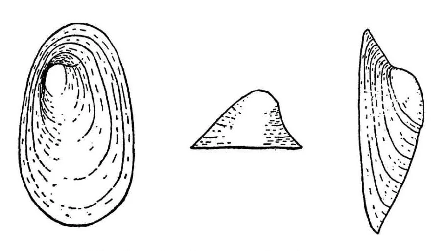 Sketch of A. bermudensis from Vanatta 1910