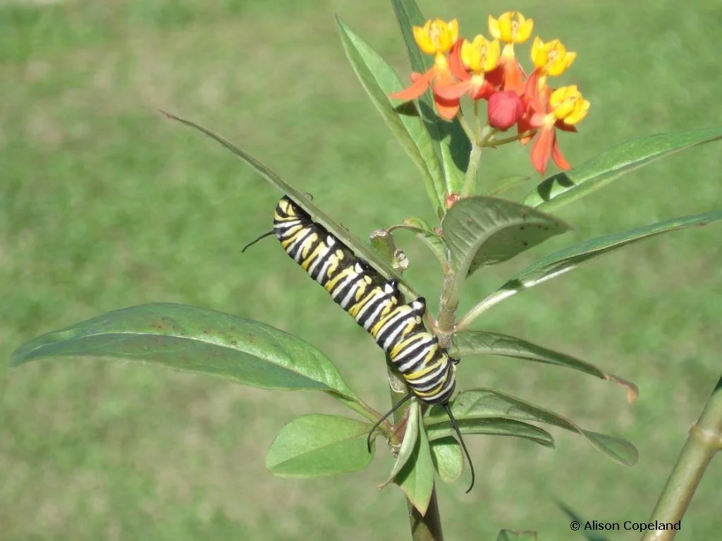 Monarch caterpillar on Milkweed ( Asclepias currassavica)