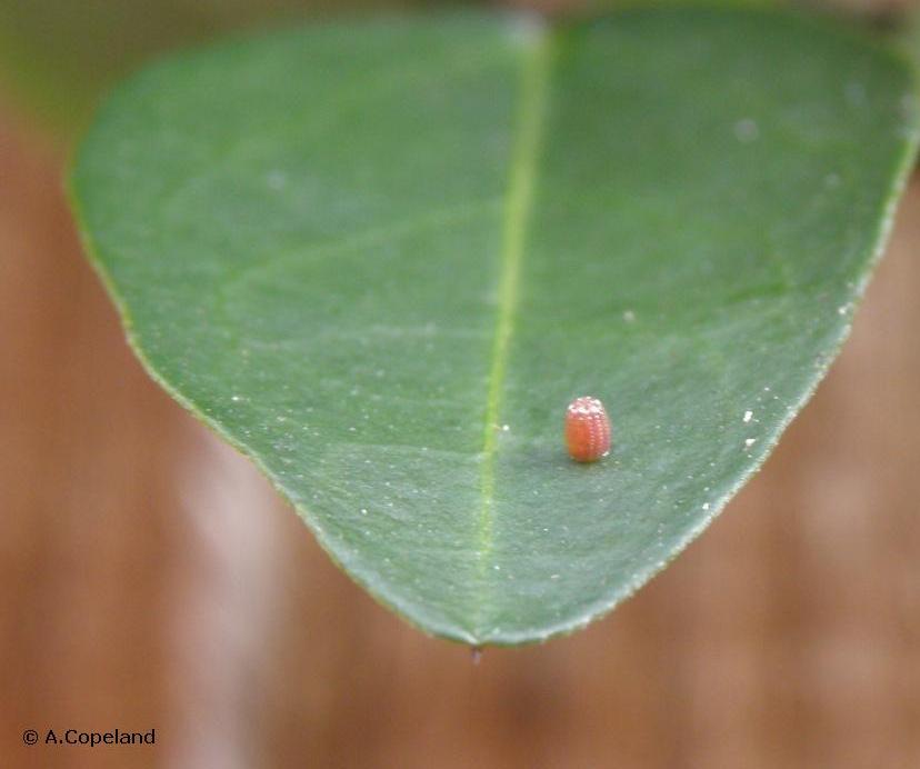 Gulf Fritillary egg on native Inkberry leaf