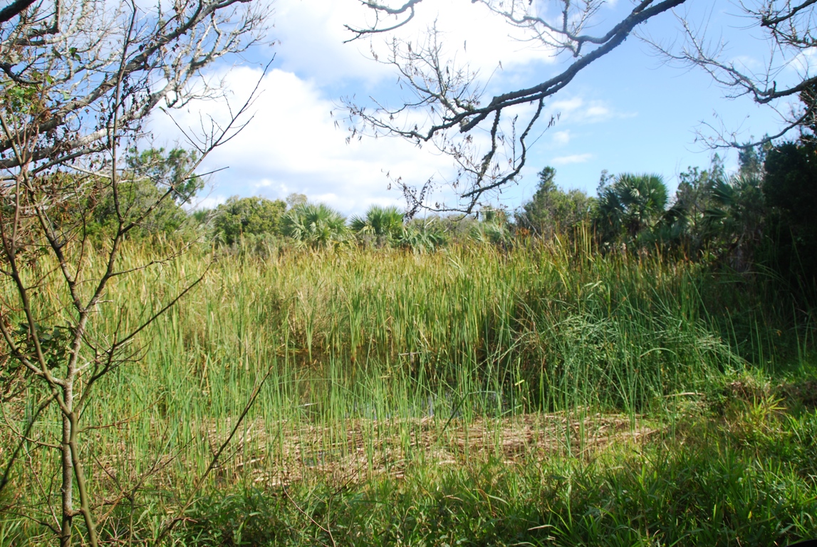 Nonsuch Island Fresh Water Pond_c.jpg