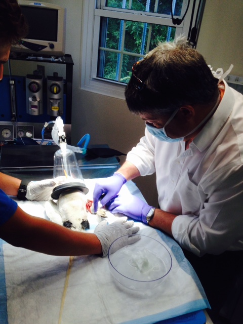 Our veterinarian, Dr Ian Walker, working on a Longtail