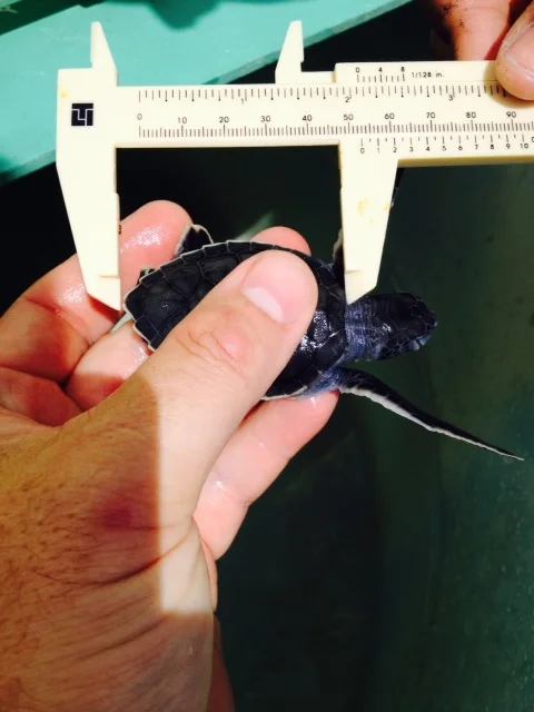 Green Turtle Nest Found in Bermuda!