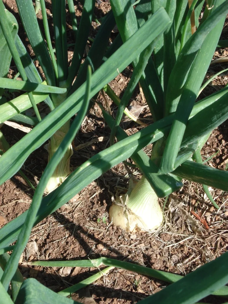 Bermuda Onion