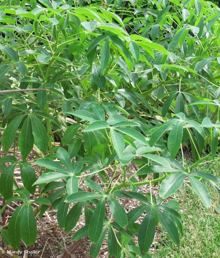 Cassava