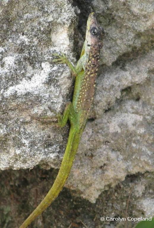 Barbados Anole