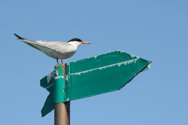 Public Urged to Avoid Nesting Sites of Common Tern