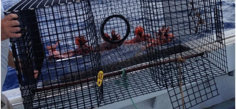 Commercial Fishermen using experimental Lionfish traps