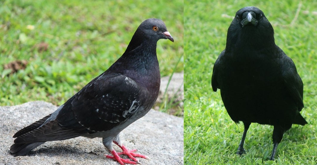 Crow and Feral Pigeon Management Plans Released