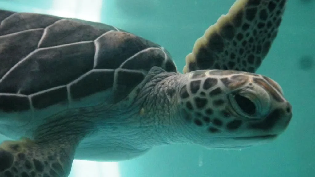 Help us safeguard Bermuda's sea turtles