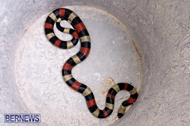Snake Found in Sandys