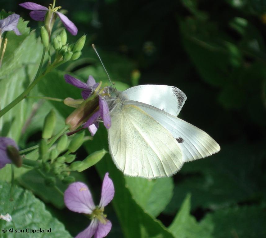 Cabbage White on Wild Mustard. Photo by Alison Copeland