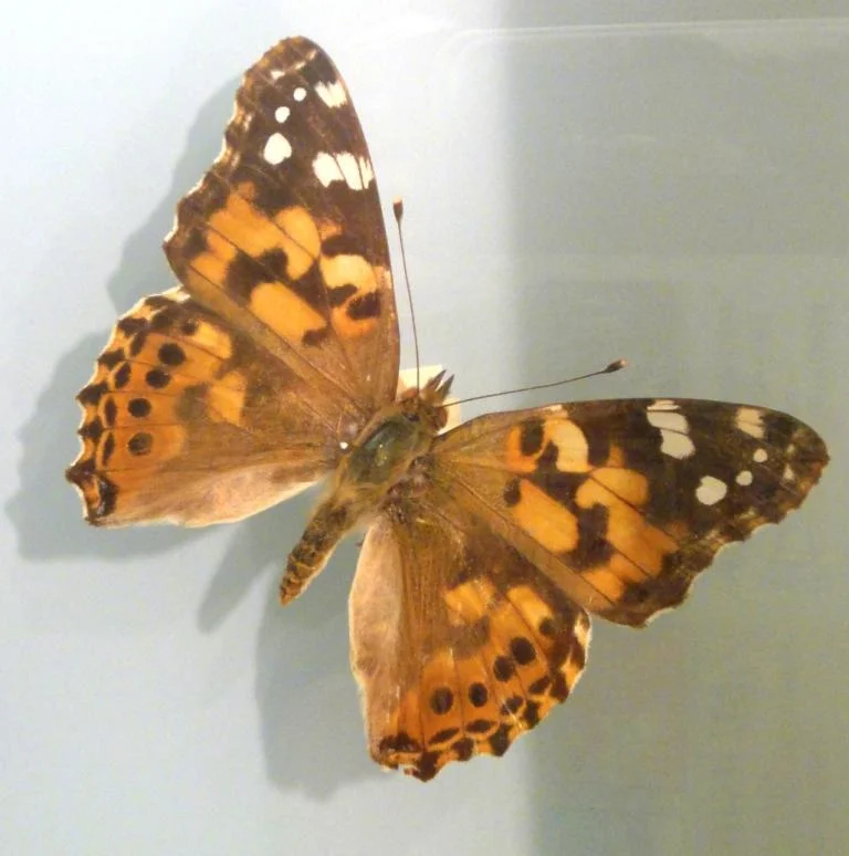 Painted Lady on display in the Bermuda Natural History Museum
