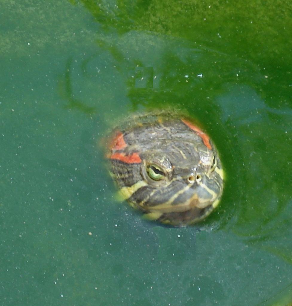Red-eared Slider — The Department of Environment Resources