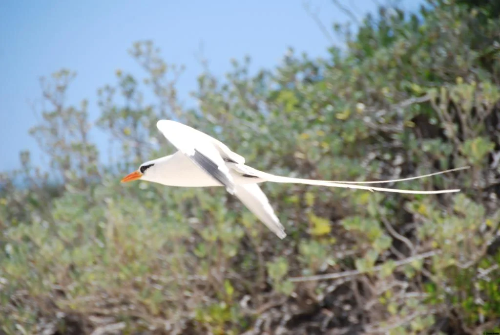 Lecture: Longtails: Where do the go and what are they doing at the end of their breeding season? 