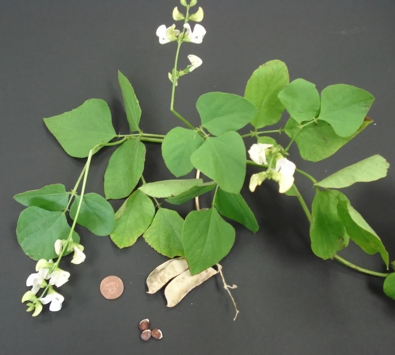 Have you seen these plants? 