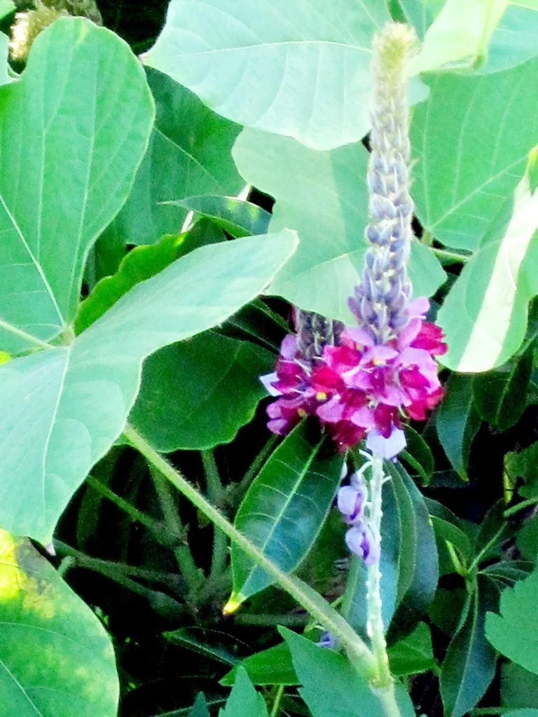 Kudzu Vine Flower